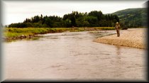 Fly fisherman