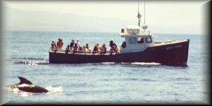 Whale Watching